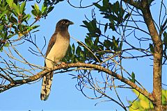 Brown Jay